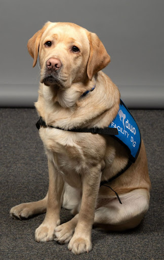 Woody, a yellow labrador duo facility dog