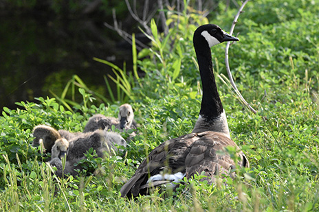 Fred: A Goose on a Mission